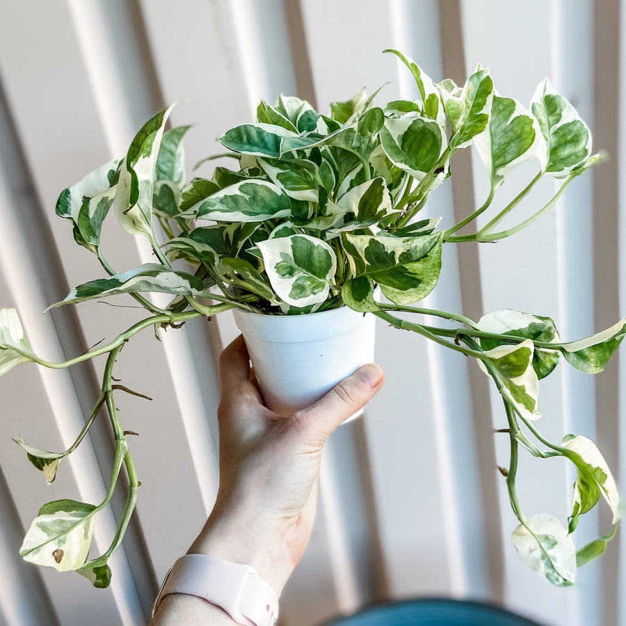 Cascade Tropicals Plants 4" Pothos N'Joy