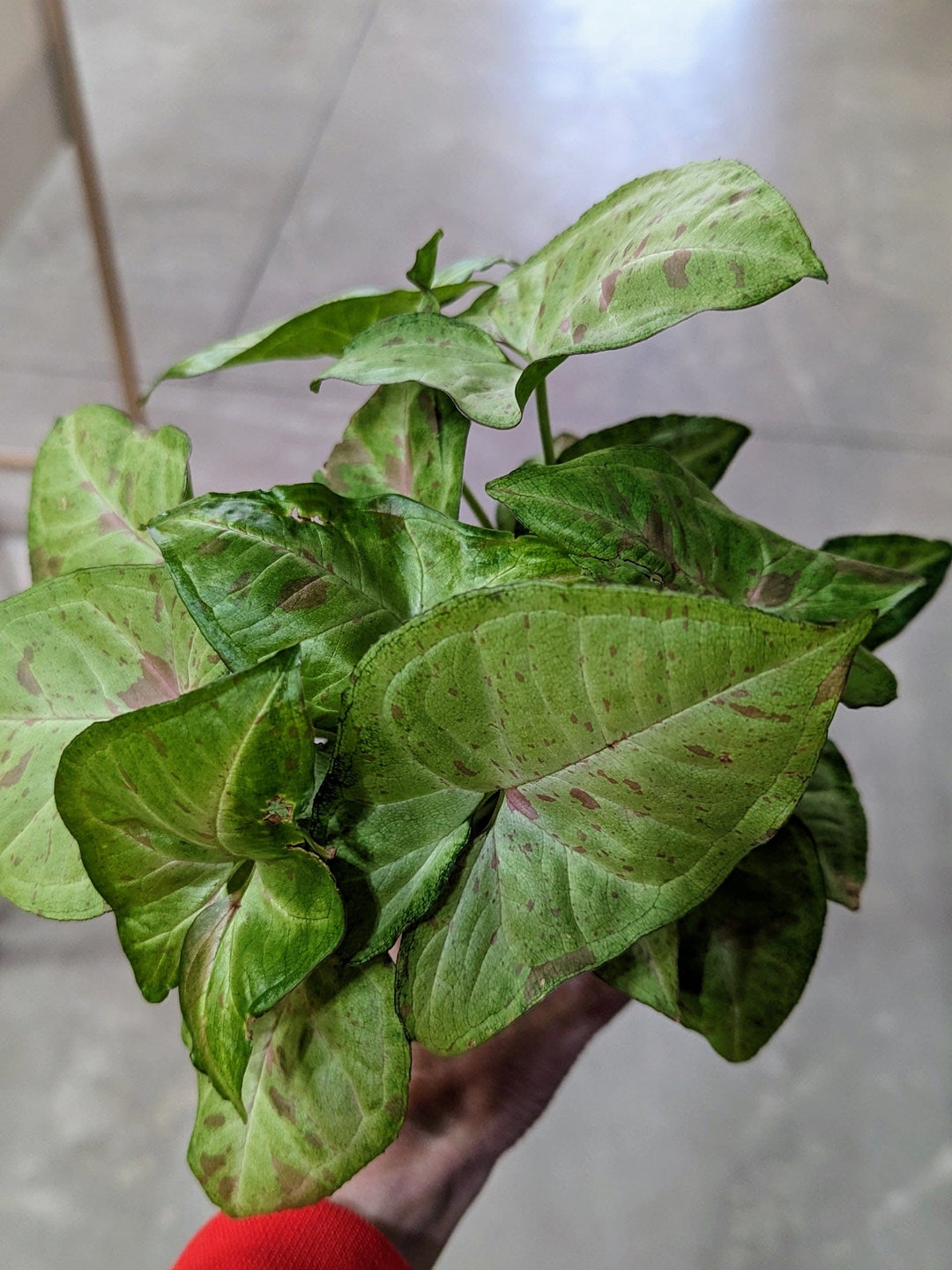 Cascade Tropicals Plants 4" Syngonium pod. Milk Confetti - Arrowhead Plant