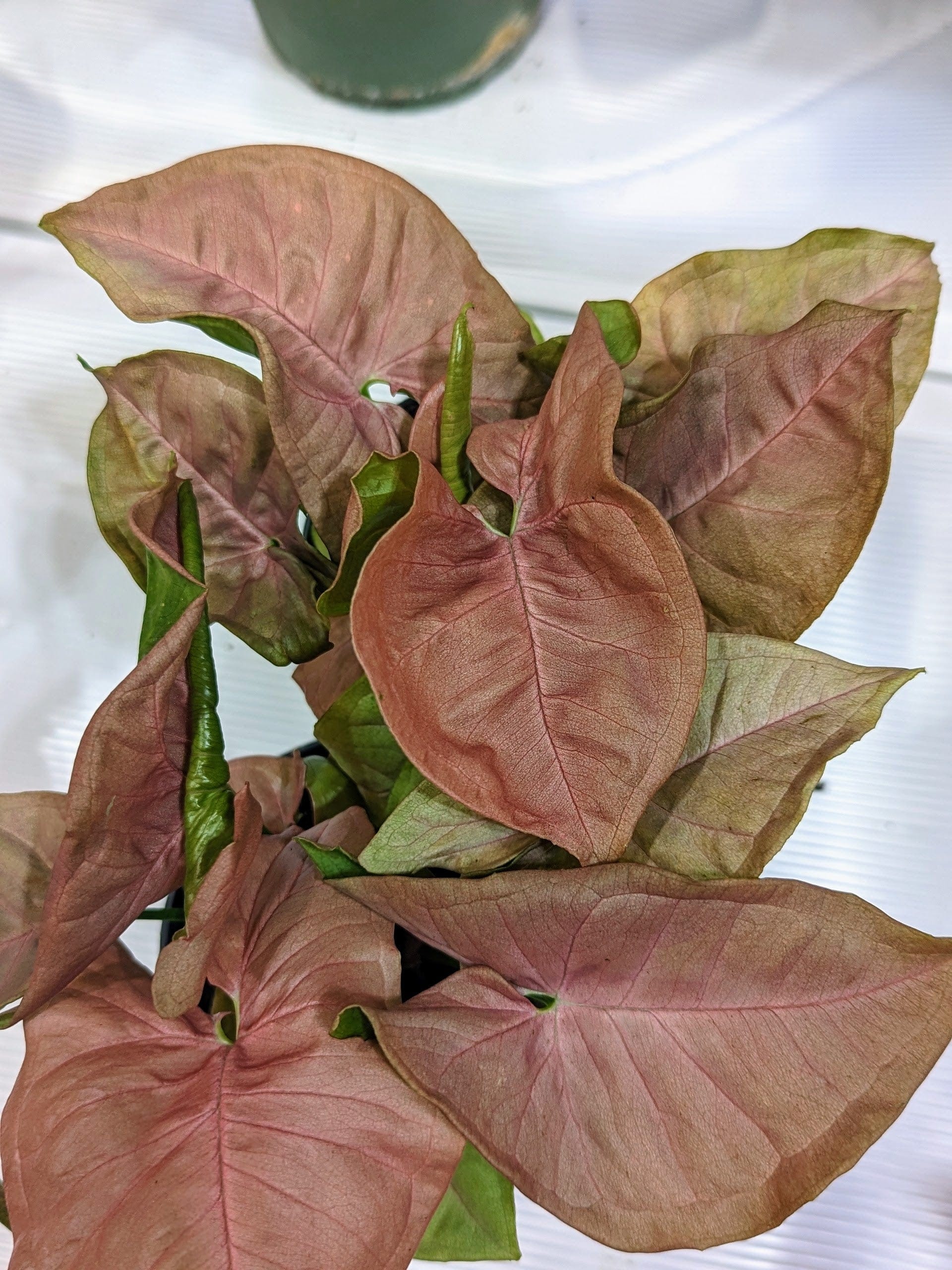 15+ Pink Green Plant Pink Ar
rowhead Plant