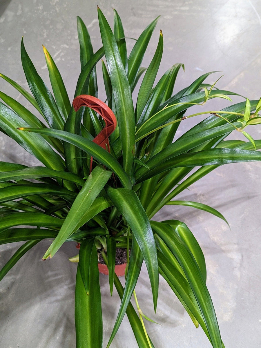 Cascade Tropicals Plants 6" HB Chlorophytum comosum Hawaiian - Spider Plant