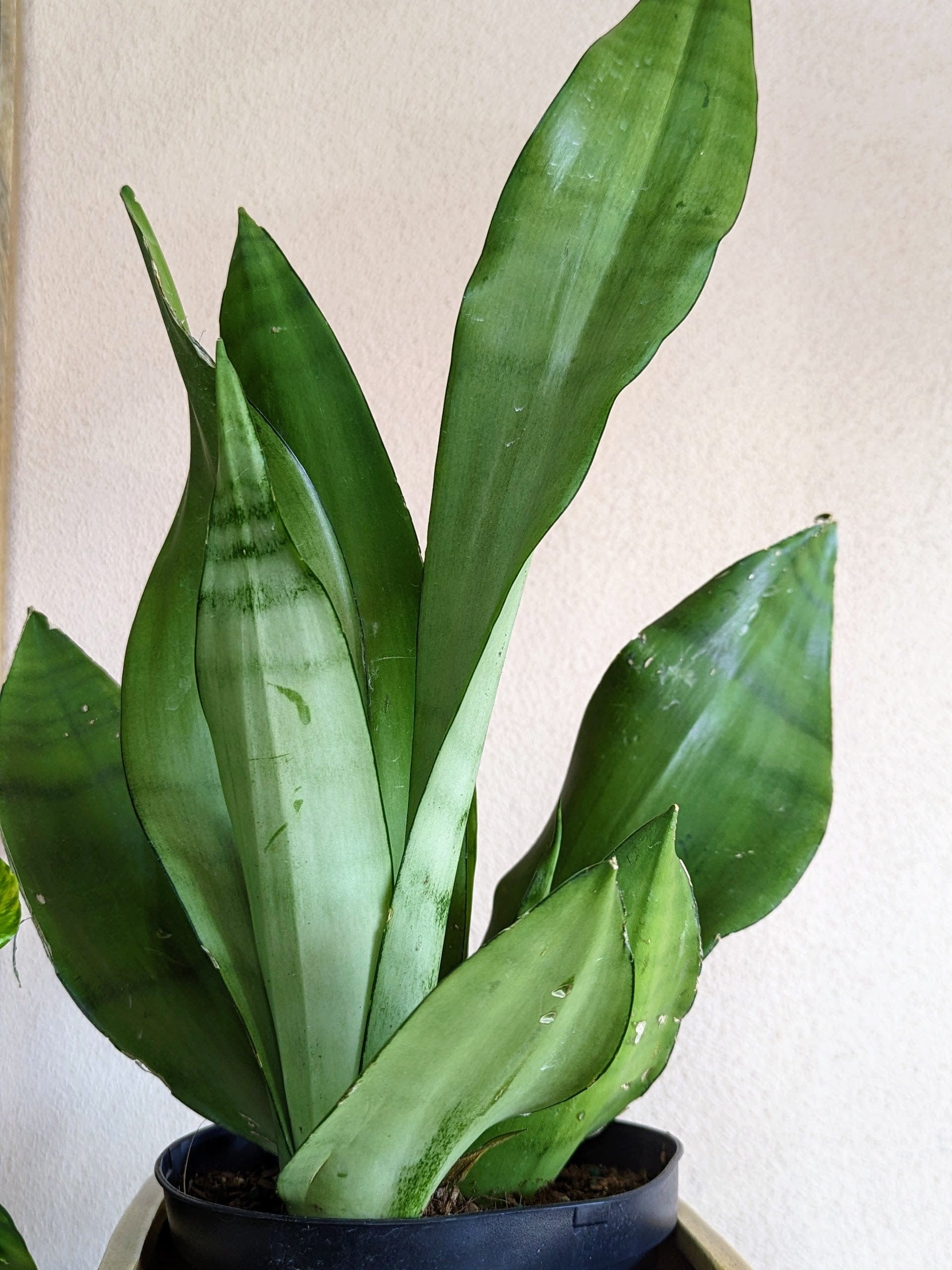 moonshine snake plant Sansevieria tri. Moonshine