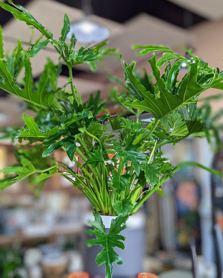 Cascade Tropicals Plants 8" Philodendron - Lickety Split