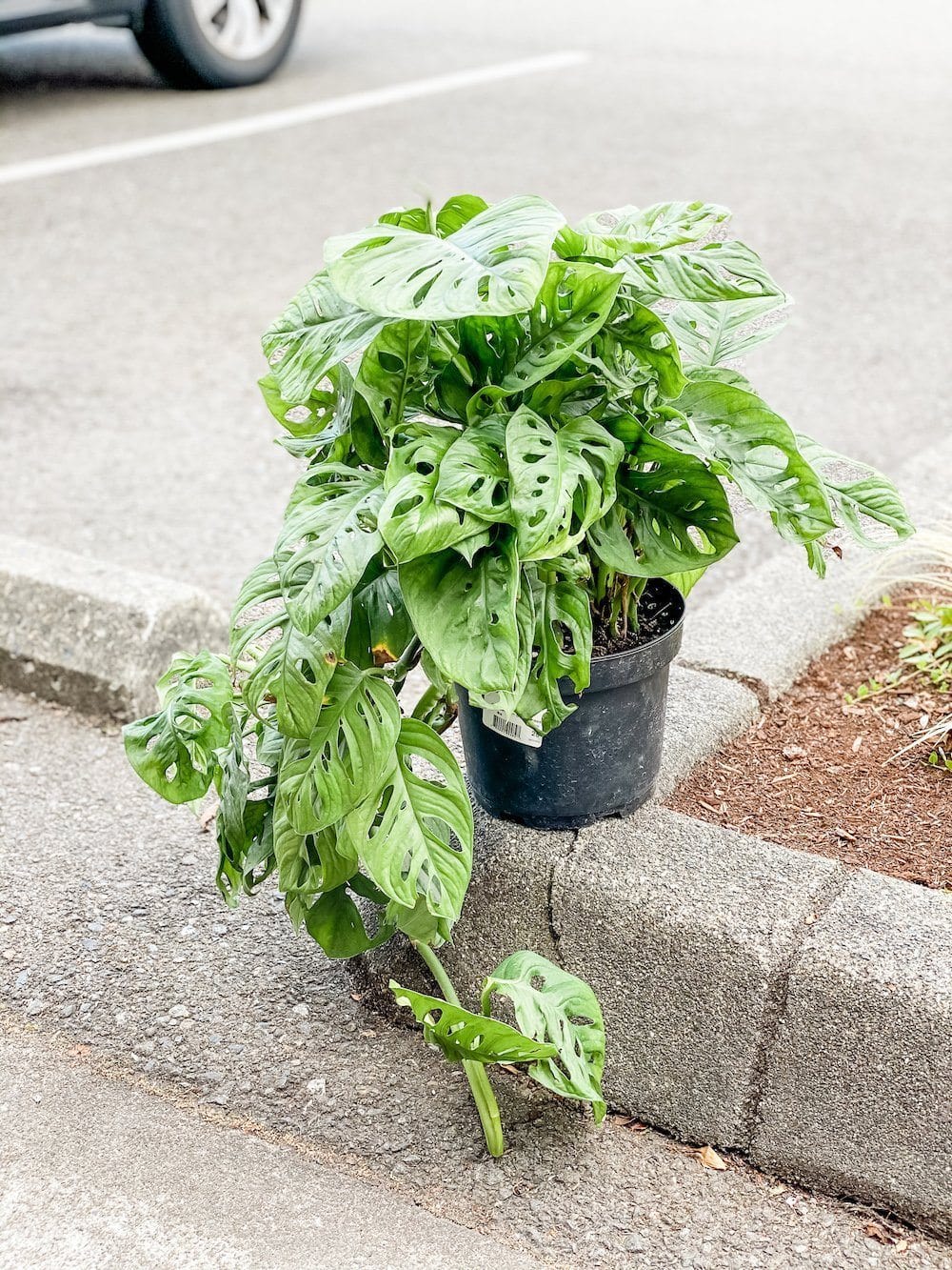 Cascade Tropicals Plants 8" Philodendron Monstera Adansonii - Swiss Cheese Plant