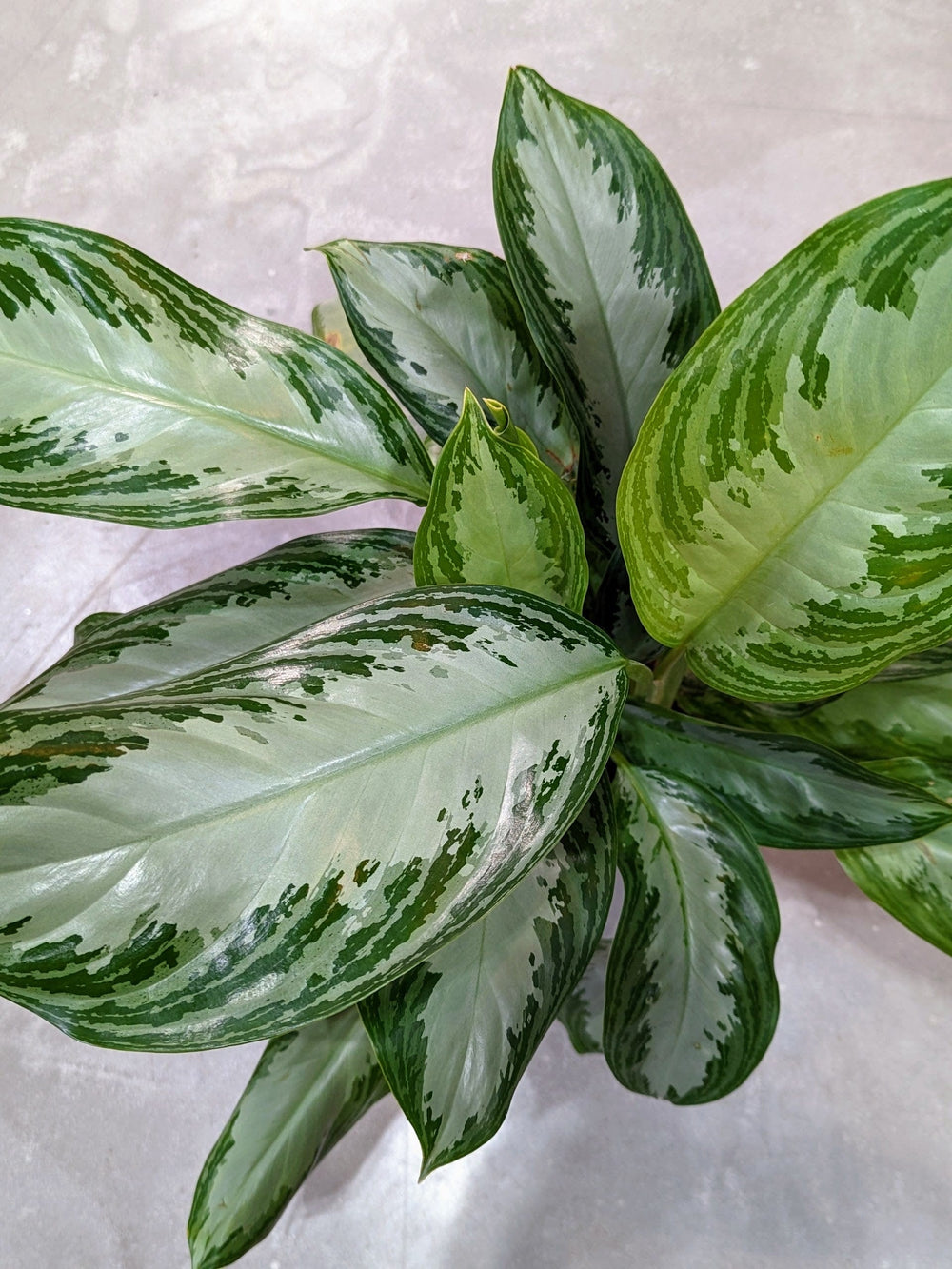 Cascade Tropicals Plants Aglaonema Silver Bay - Chinese Evergreen