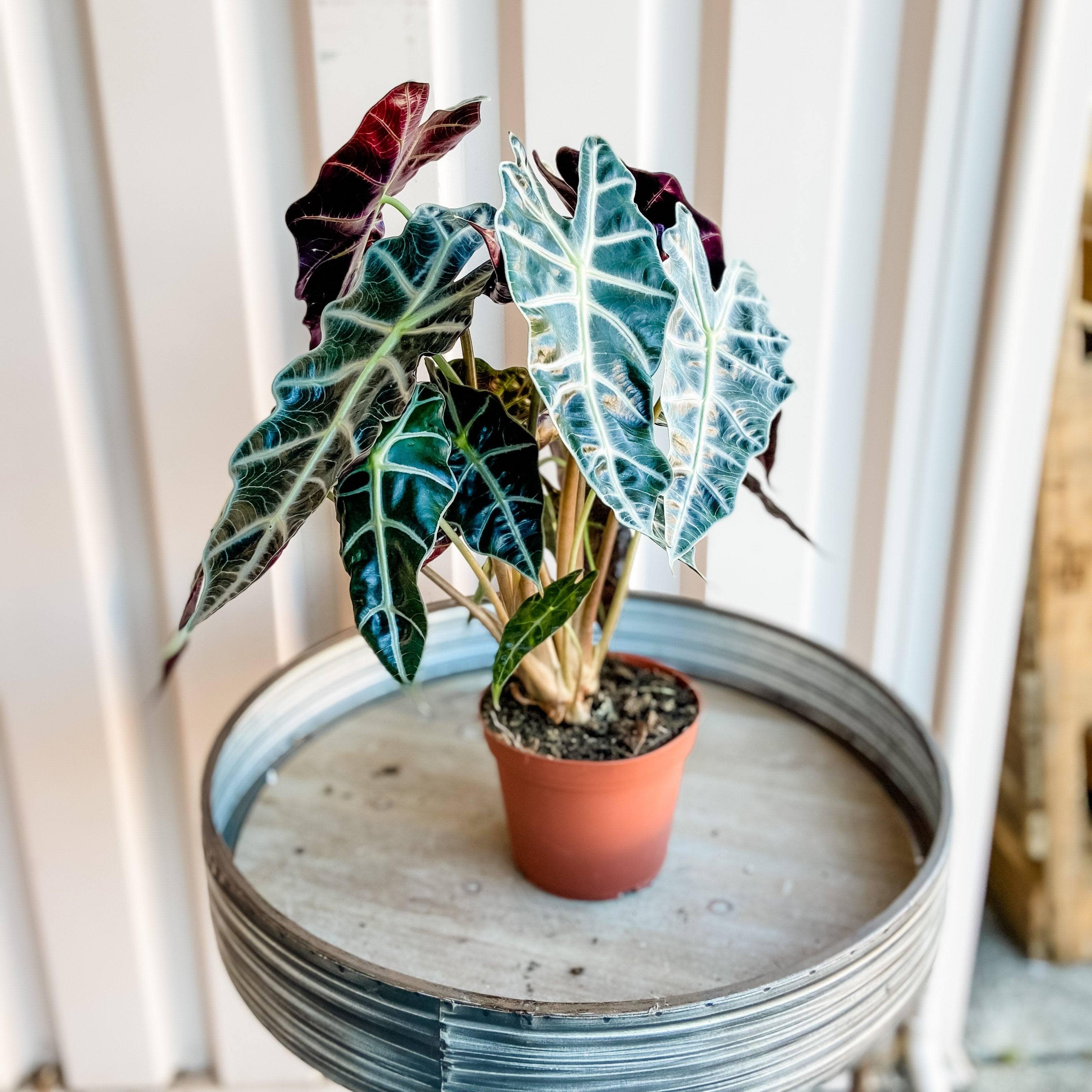 alocasia polly elephant ear plant Alocasia Polly African Mask
