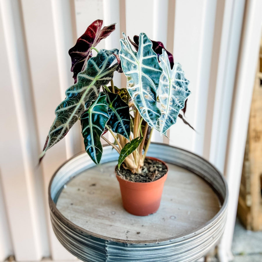 Cascade Tropicals Plants Alocasia Amazonica Polly (Elephant Ear)