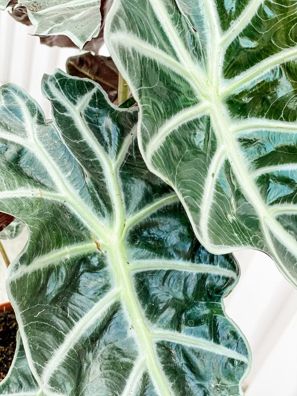 Cascade Tropicals Plants Alocasia Amazonica Polly (Elephant Ear)