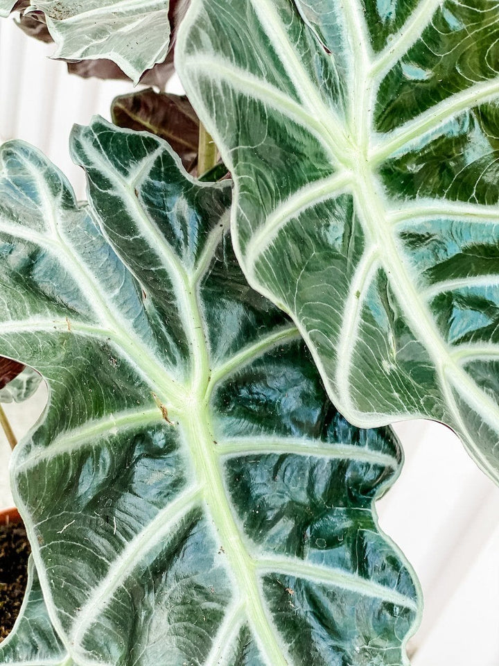 Cascade Tropicals Plants Alocasia Amazonica Polly (Elephant Ear)