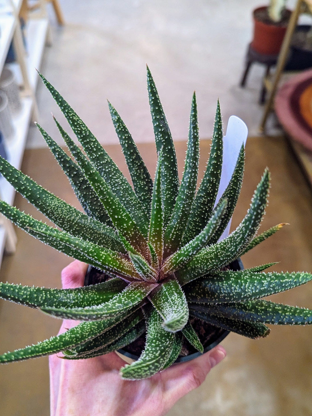 Cascade Tropicals Plants Aloe Twilight Zone - Aloe