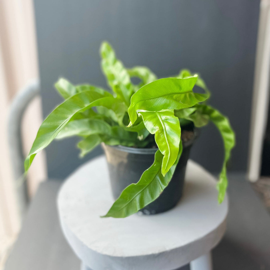 Cascade Tropicals Plants Asplenium antiquum Hurricane - Twisted Bird's Nest Fern