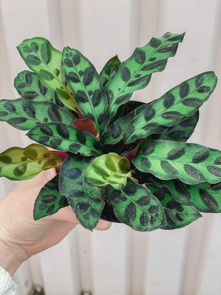 Cascade Tropicals Plants Calathea Lancifolia - Rattlesnake Plant