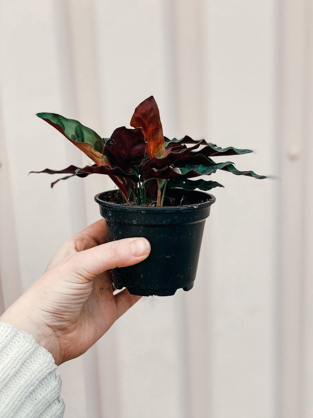 Cascade Tropicals Plants Calathea Lancifolia - Rattlesnake Plant