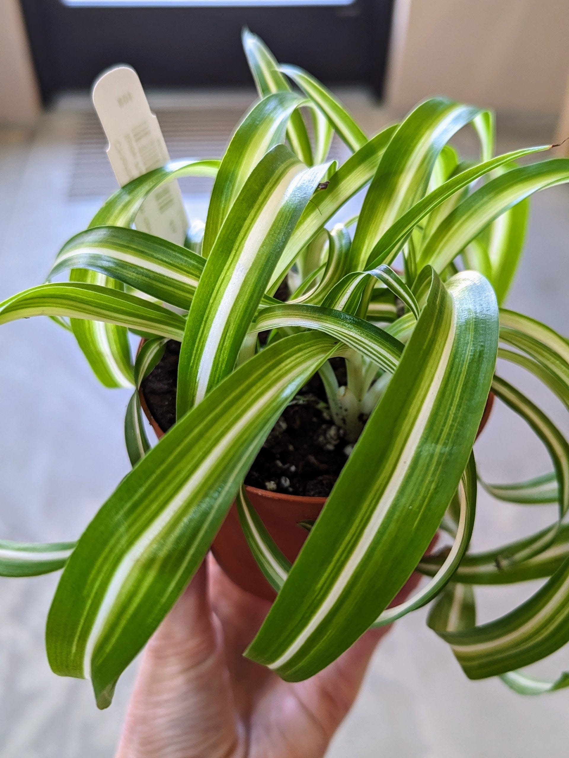 chlorophytum bonnie care Chlorophytum Comosum 4in Bonnie Spider Plant