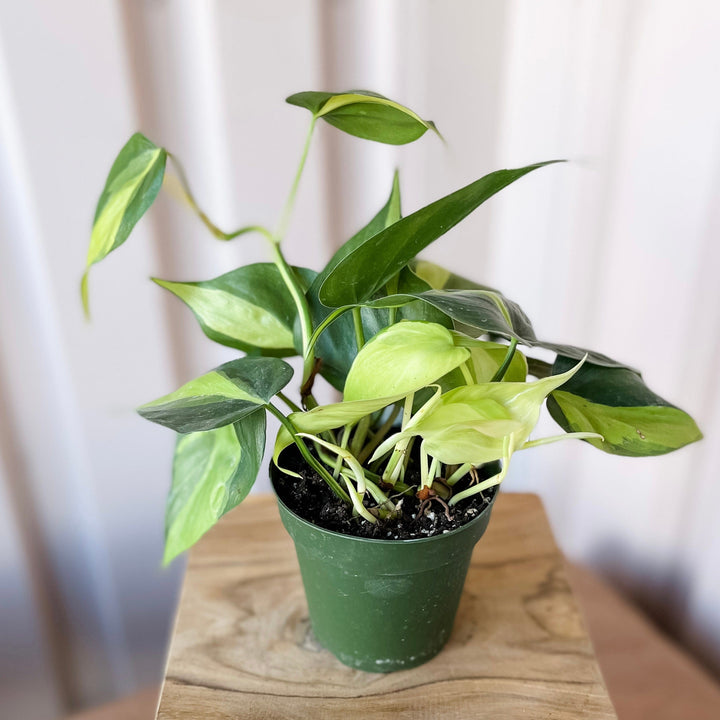 Cascade Tropicals Plants Cordatum Variegated 'Philodendron Brasil, Heart Leaf'