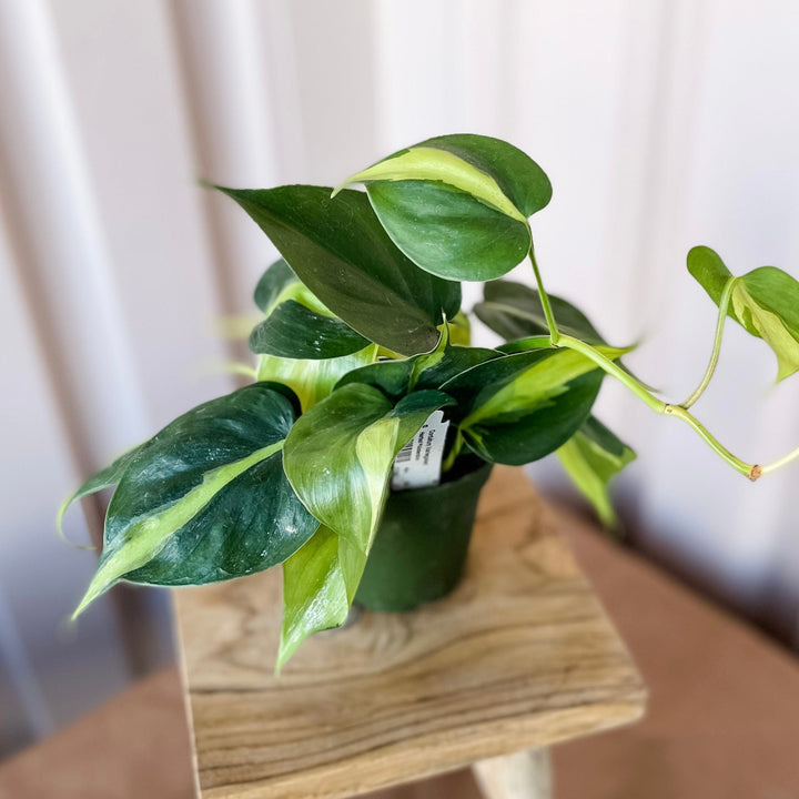 Cascade Tropicals Plants Cordatum Variegated 'Philodendron Brasil, Heart Leaf'