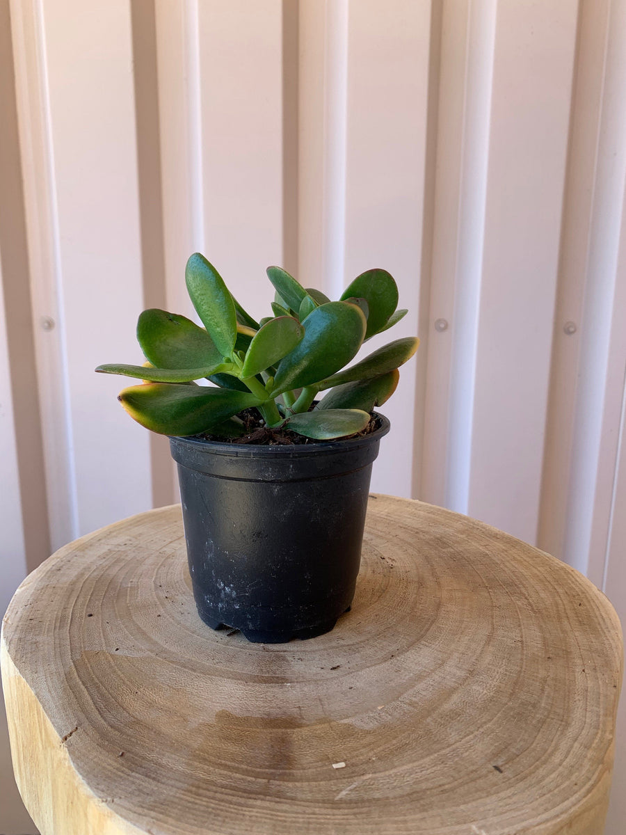 Cascade Tropicals Plants Crassula Ovata Sunset 'Jade Sunset'