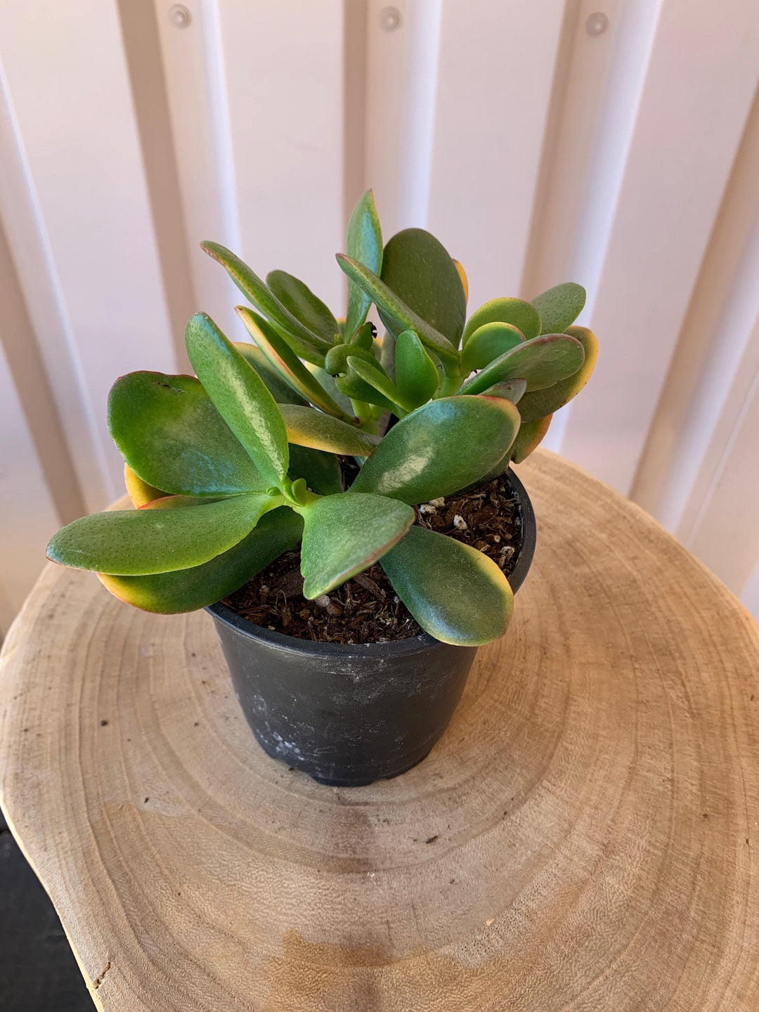 Cascade Tropicals Plants Crassula Ovata Sunset 'Jade Sunset'