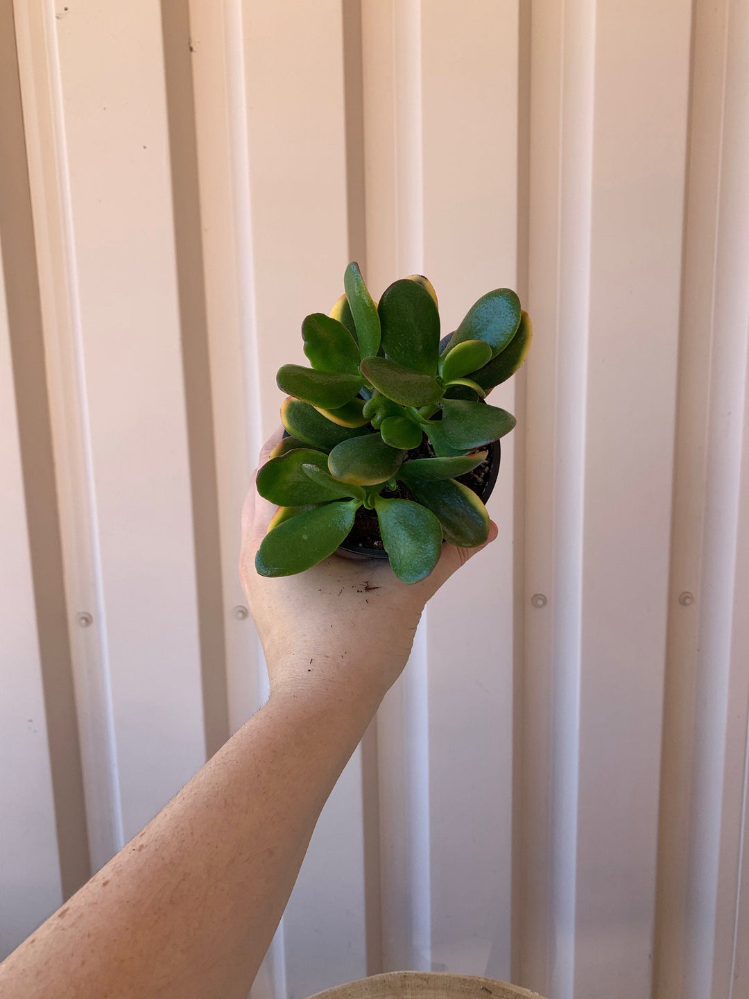 Cascade Tropicals Plants Crassula Ovata Sunset 'Jade Sunset'