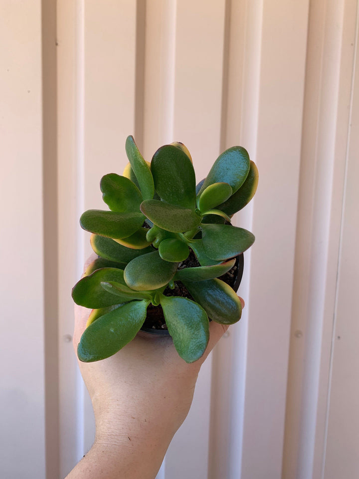 Cascade Tropicals Plants Crassula Ovata Sunset 'Jade Sunset'