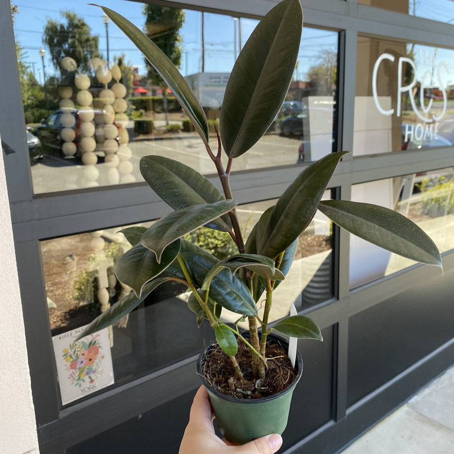 Cascade Tropicals Plants Ficus Elastica Burgundy (Rubber Tree)