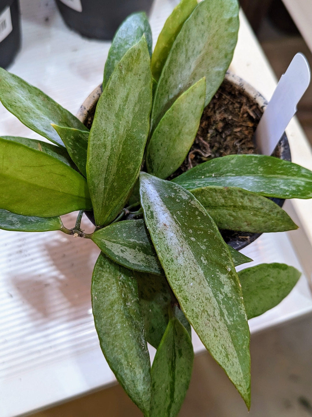 Cascade Tropicals Plants Hoya gracilis - Wax Plant