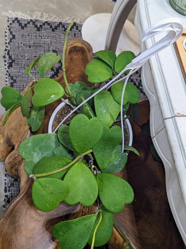 Cascade Tropicals Plants Hoya Kerrii - Sweetheart Hoya