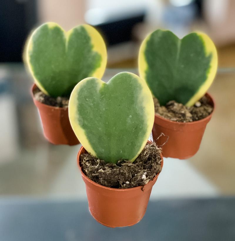 sweetheart succulent plant Hoya Kerrii Variegata - Sweetheart Hoya