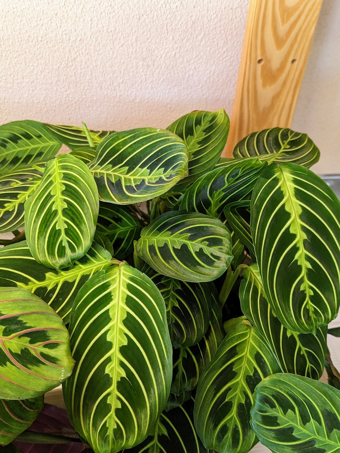 Cascade Tropicals Plants Maranta leuconeura Lemon Lime - Prayer Plant