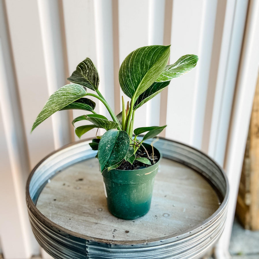 Cascade Tropicals Plants Philodendron Birkin