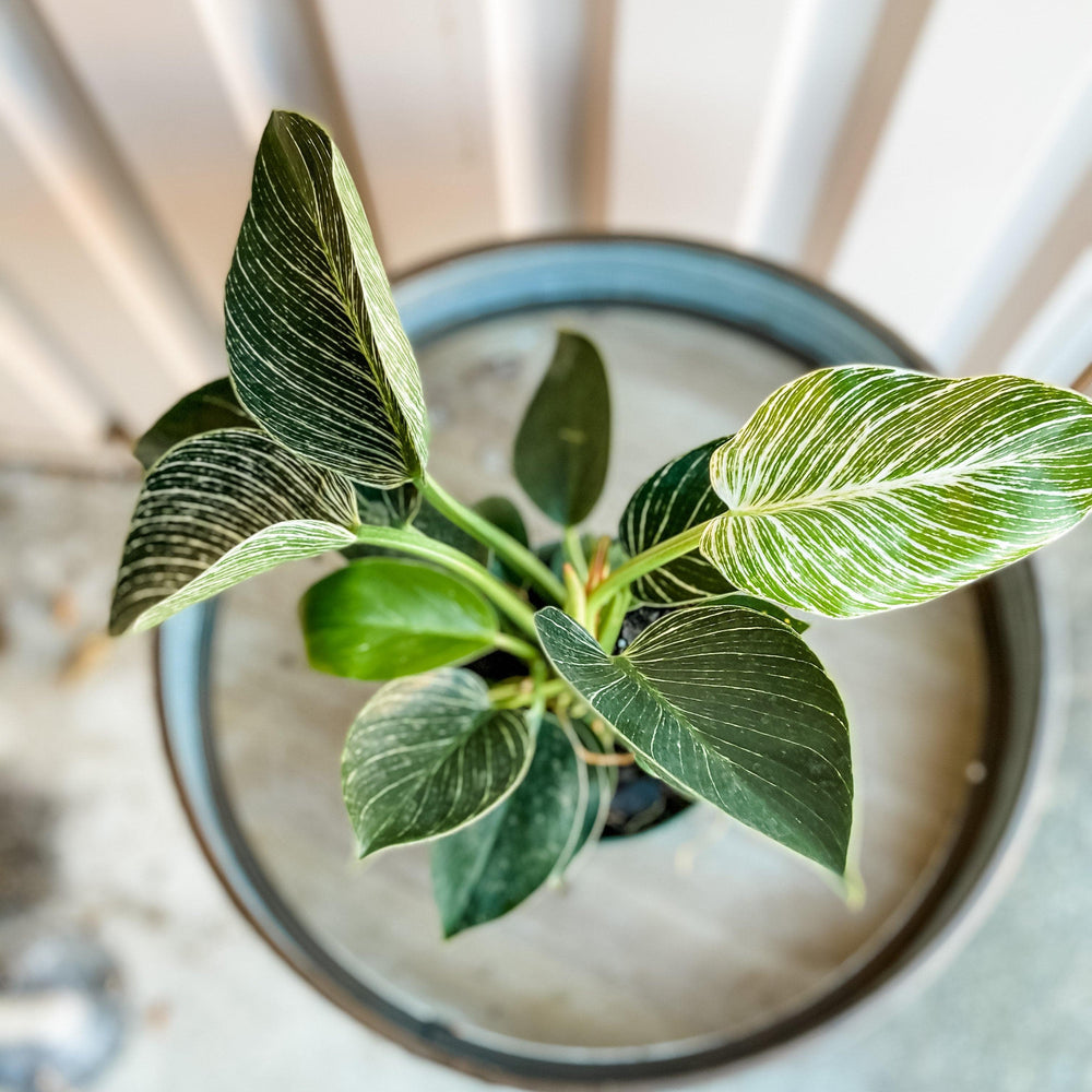 Cascade Tropicals Plants Philodendron Birkin