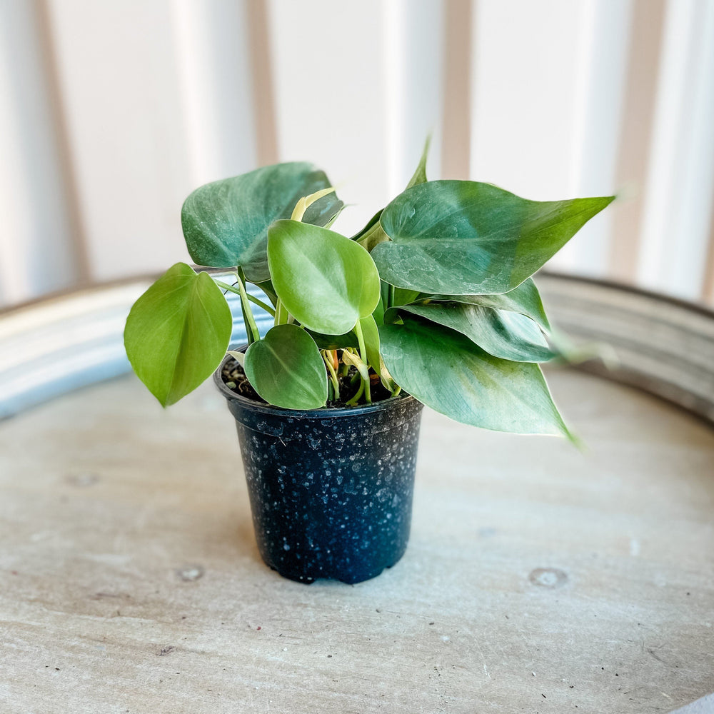 Cascade Tropicals Plants Philodendron cordatum - Heartleaf Philodendron