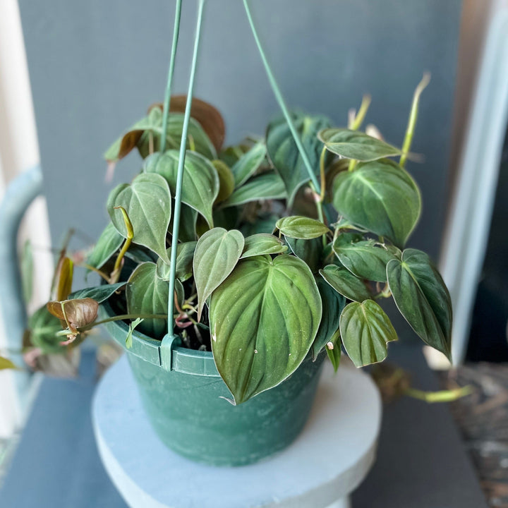 Cascade Tropicals Plants Philodendron micans - Velvet Leaf Philodendron