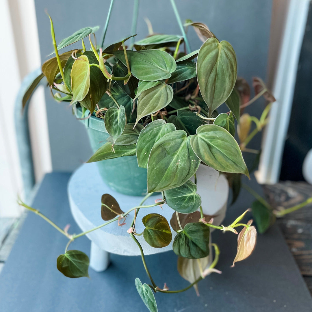 Cascade Tropicals Plants Philodendron micans - Velvet Leaf Philodendron