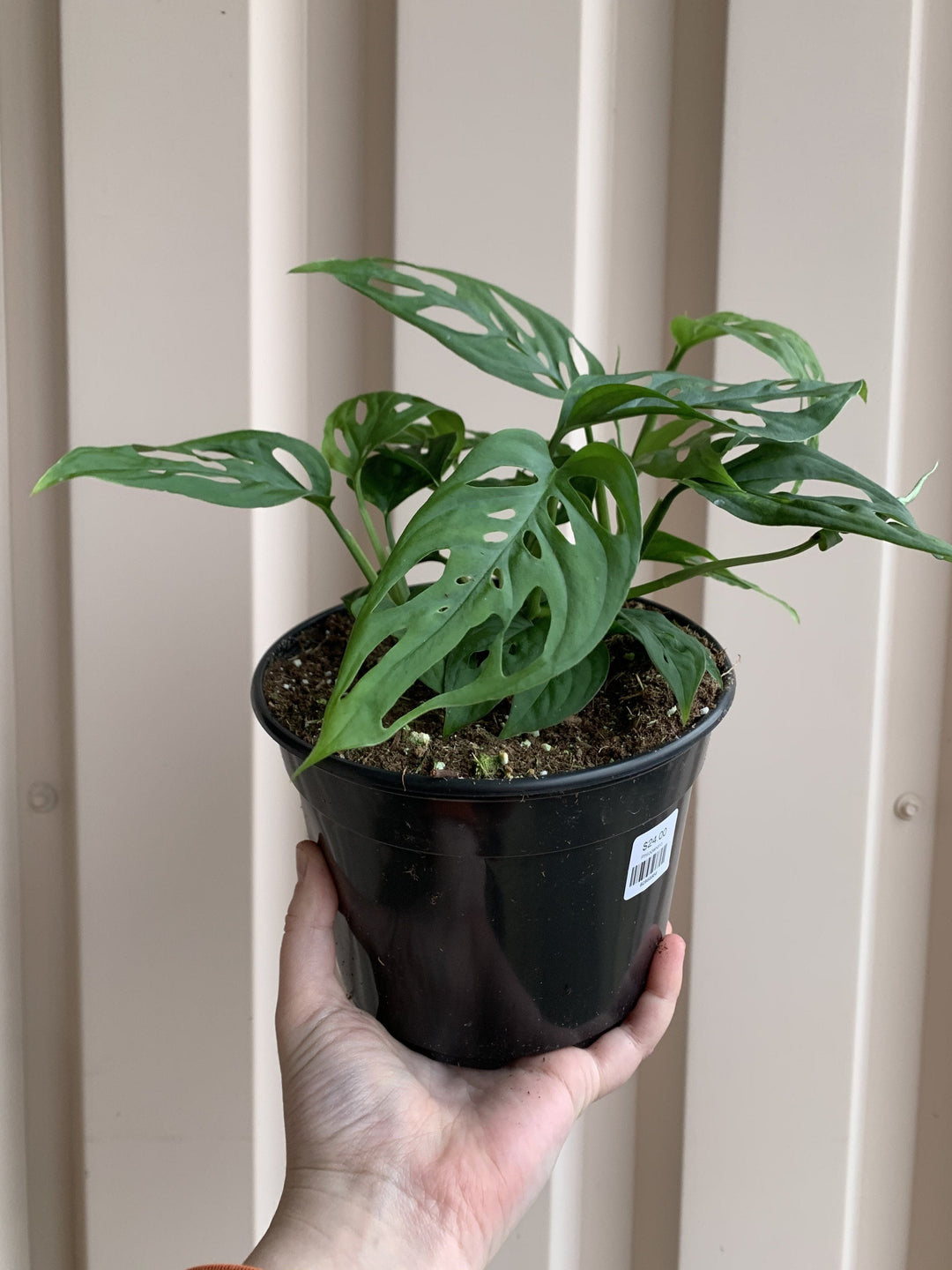 Cascade Tropicals Plants Philodendron Monstera Adansonii - Swiss Cheese Plant