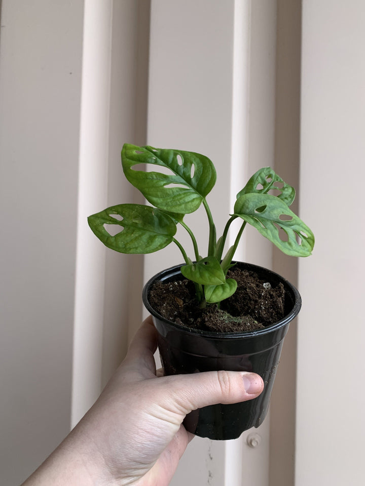 Cascade Tropicals Plants Philodendron Monstera Adansonii - Swiss Cheese Plant