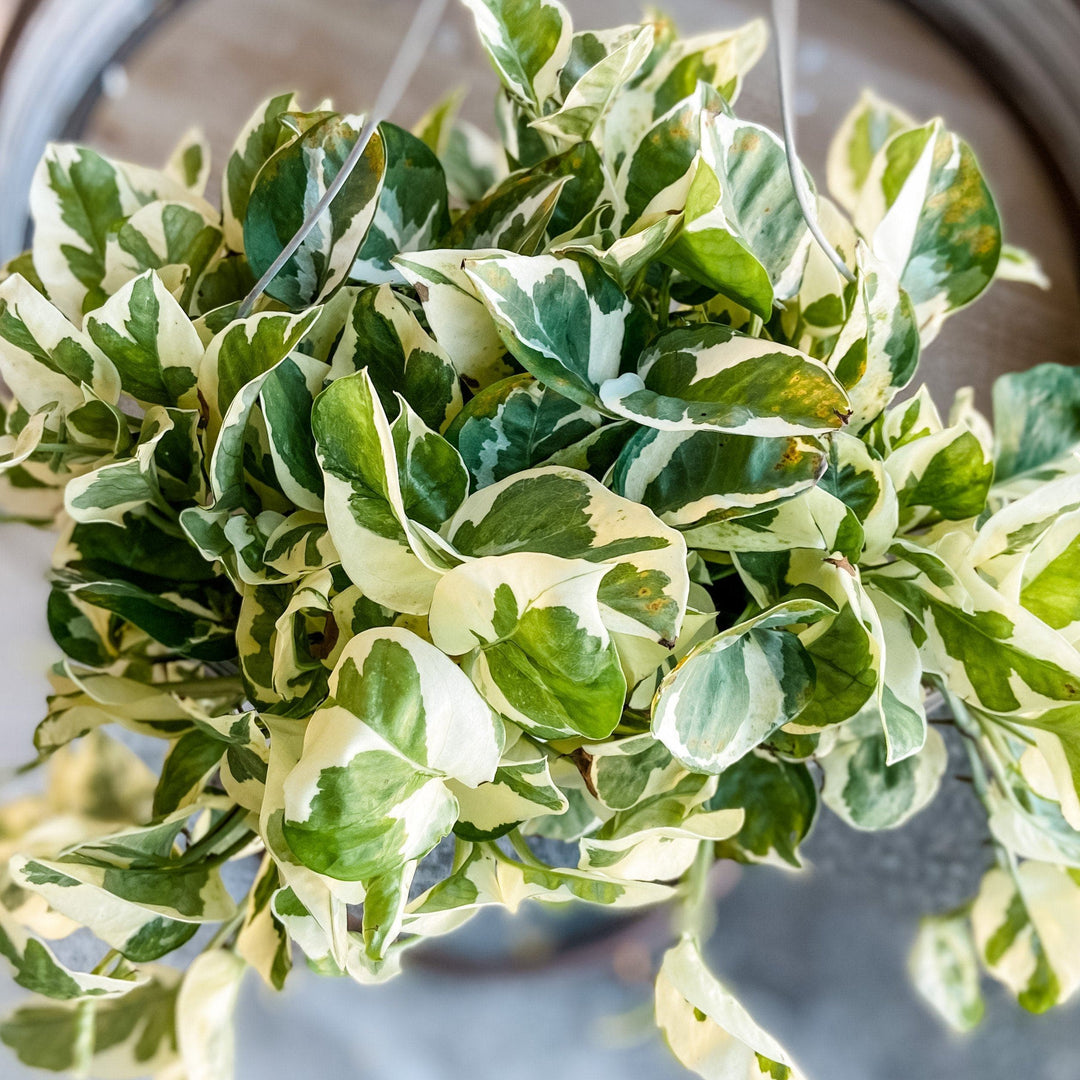 Cascade Tropicals Plants Pothos N'Joy