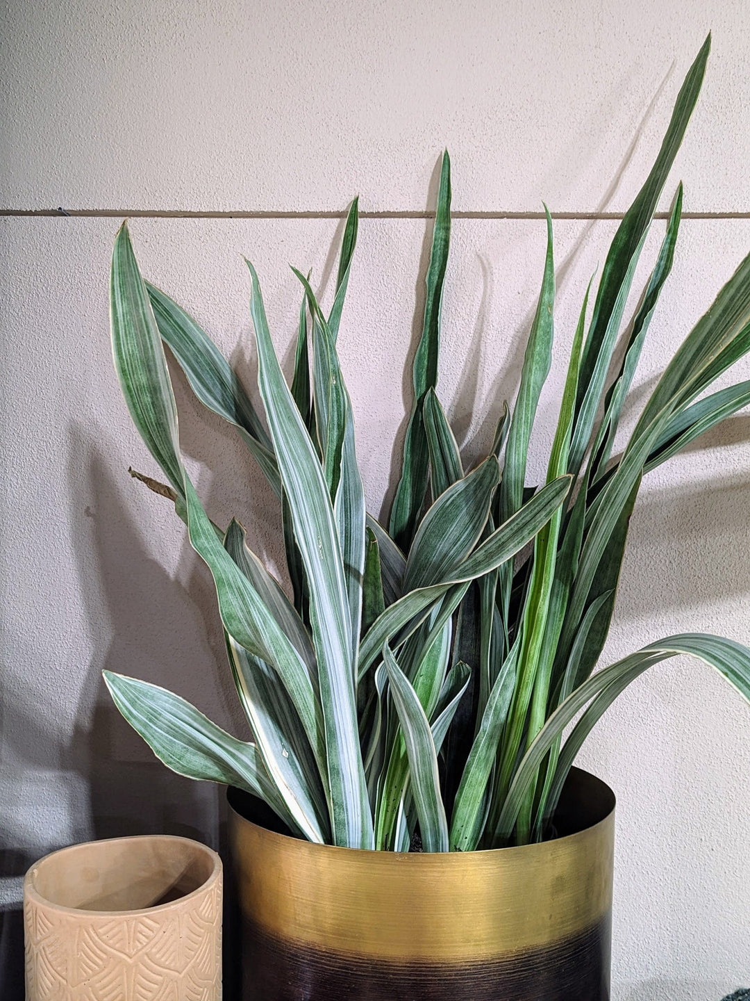 Cascade Tropicals Plants Sansevieria Sayuri - Metallica Snake Plant