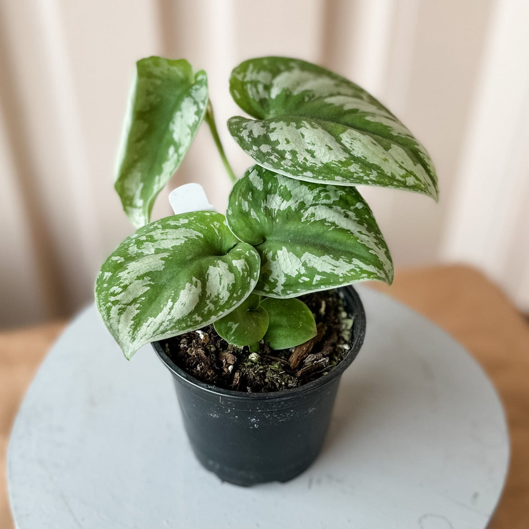 Cascade Tropicals Plants Scindapsus Pictus 'Exotica'