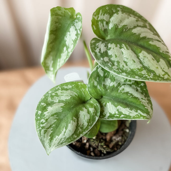 Cascade Tropicals Plants Scindapsus Pictus 'Exotica'