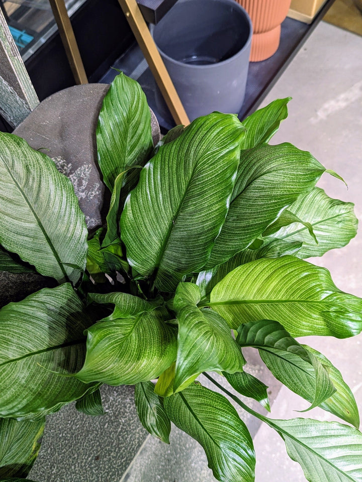 Cascade Tropicals Plants Spathiphyllum Platinum Mist - Peace Lily
