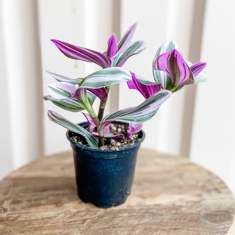 Cascade Tropicals Plants Tradescantia albiflora Nanouk - Inch Plant
