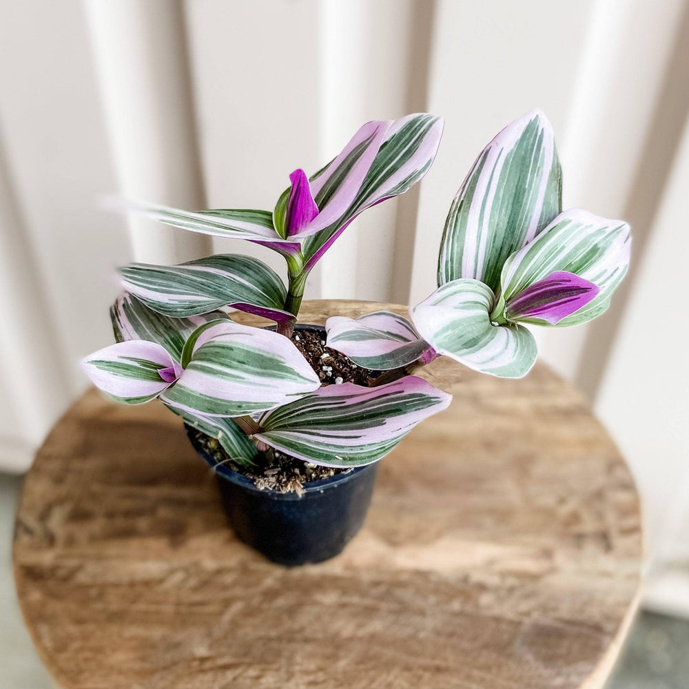 Cascade Tropicals Plants Tradescantia albiflora Nanouk - Inch Plant