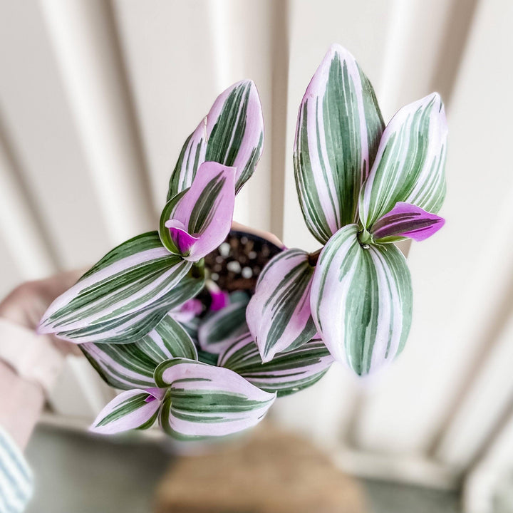 Cascade Tropicals Plants Tradescantia albiflora Nanouk - Inch Plant