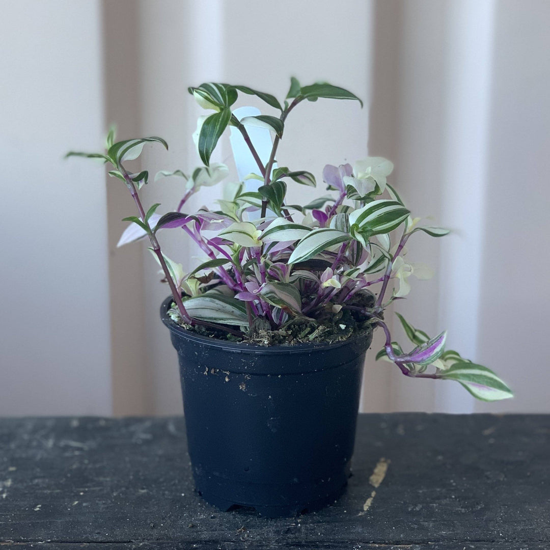 Cascade Tropicals Plants Tradescantia tricolor Pink Princess - Inch Plant