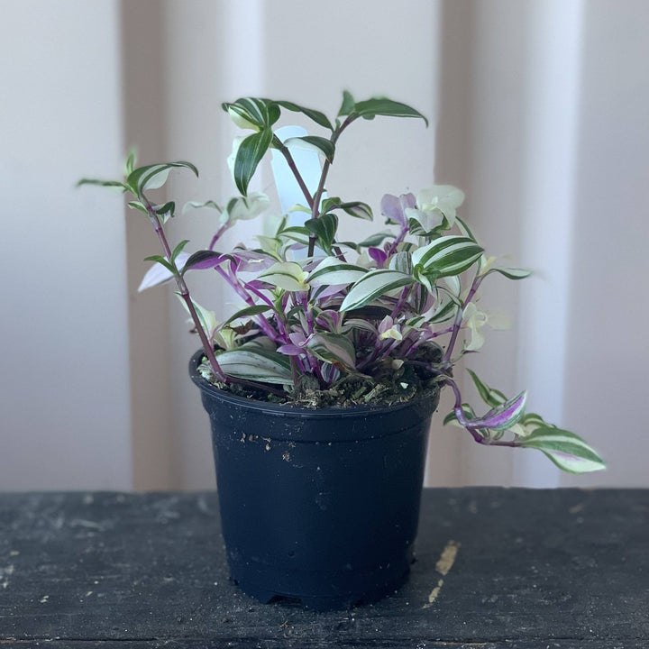 Cascade Tropicals Plants Tradescantia tricolor Pink Princess - Inch Plant