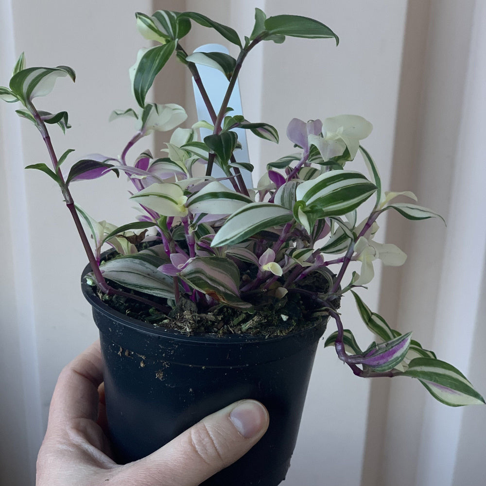 Cascade Tropicals Plants Tradescantia tricolor Pink Princess - Inch Plant