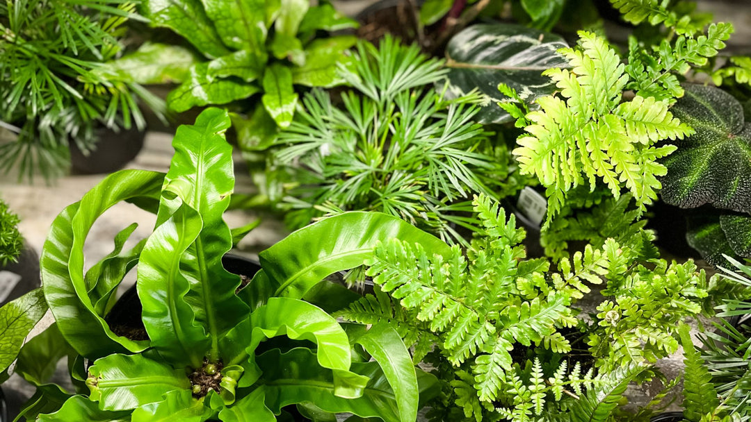 The 3 Best Houseplants to Give as Gifts: The Green Guide from Paper Luxe