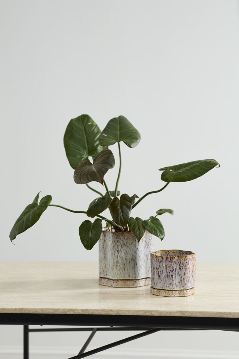 Accent Decor Plants Avenell Pot with Saucer