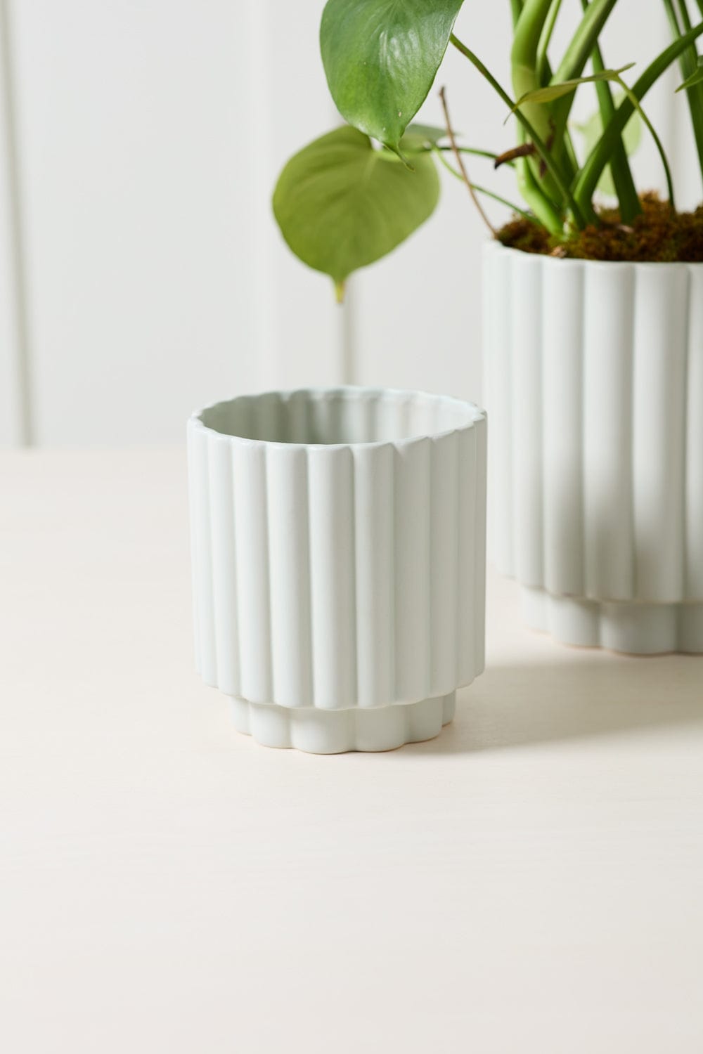 Accent Decor Plants Carmen Pot