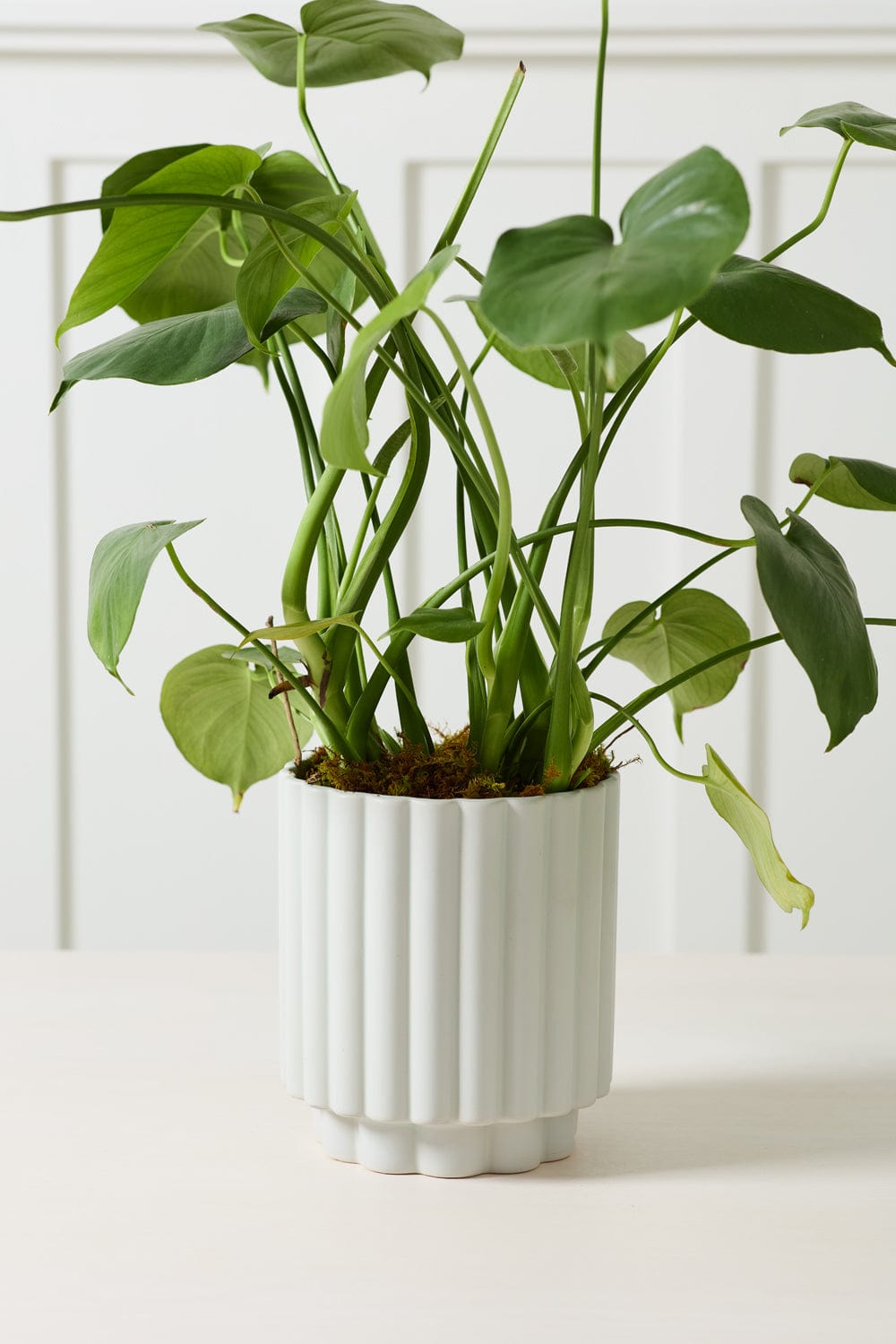 Accent Decor Plants Carmen Pot
